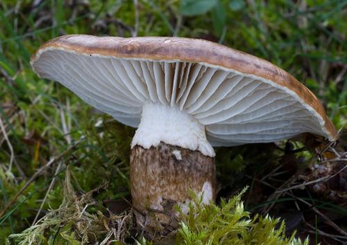 šťavnačka Persoonova / šťavnatka dvoubarvá