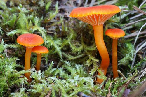 lúčnica (bližšie neurčená)