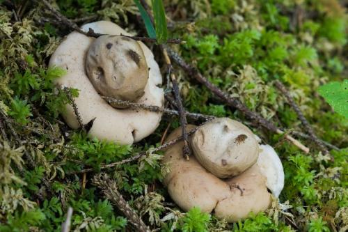 hviezdovka strapkatá / hvězdovka brvitá