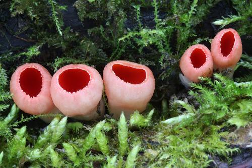 ohnivec rakúsky / ohnivec rakouský