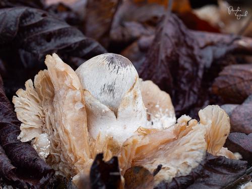 pošvovec cudzopasný / kukmák příživný