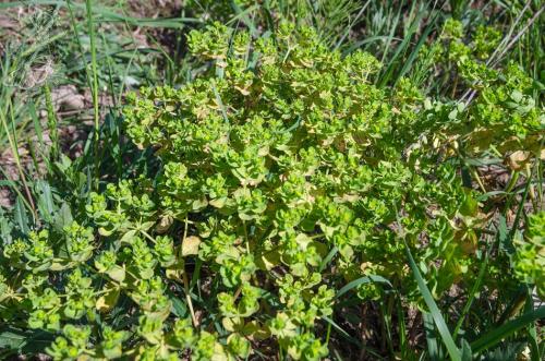 mliečnik kolovratcový