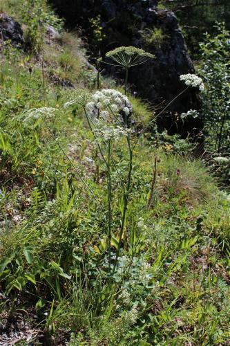 lazerník širokolistý