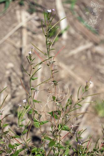 vŕbovka žliazkatá