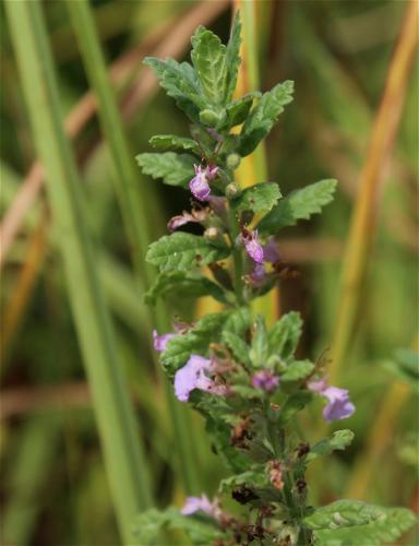 hrdobarka cesnaková