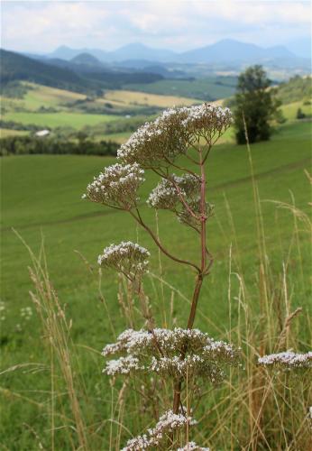 valeriána lekárska