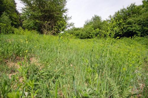 mliečnik prútnatý