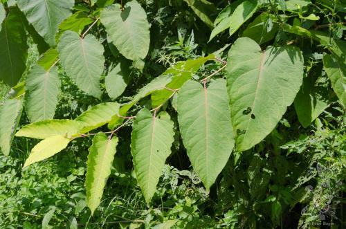 krídlatka sachalínska