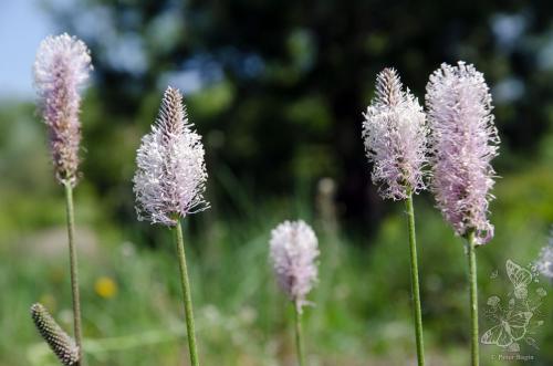 skorocel prostredný