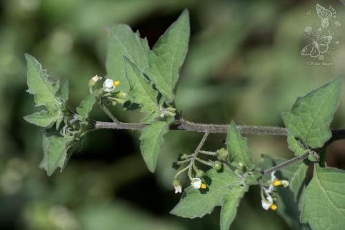 ľuľok čierny vlnatý