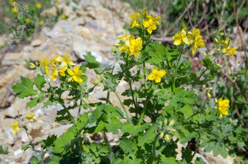 lastovičník väčší