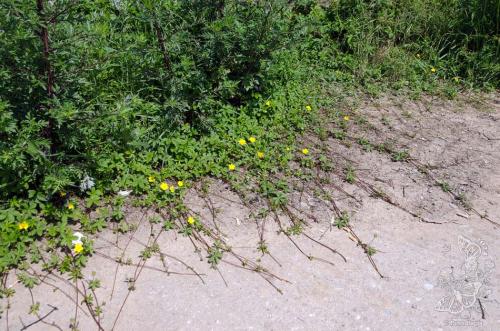 nátržník plazivý