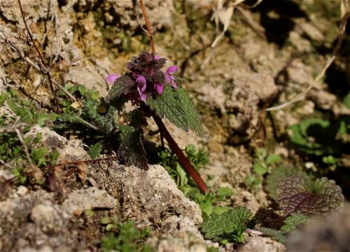hluchavka purpurová