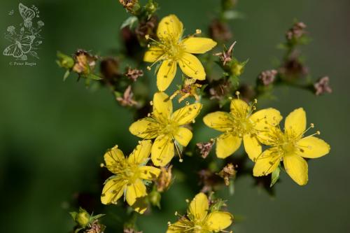 ľubovník štvorkrídly