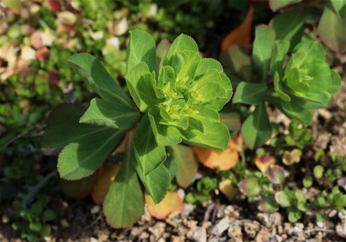 mliečnik kolovratcový