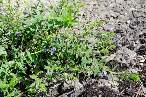 šišak vrúbkovaný