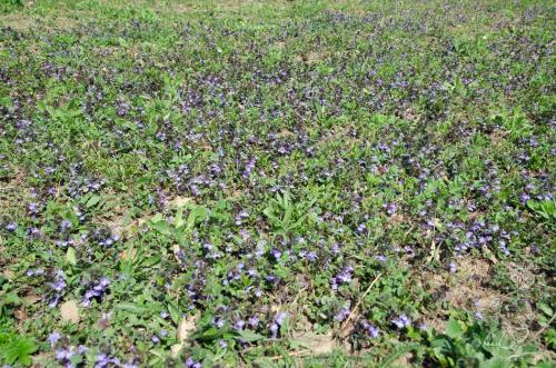 zádušník brečtanovitý