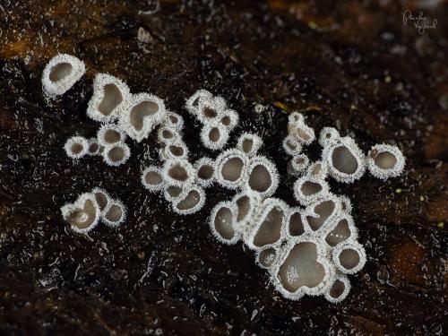 lachnelka fialkastá