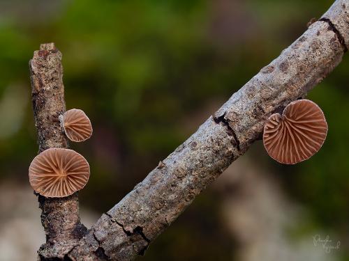 pňovka fialovohnedá / pařezník fialovoplavý