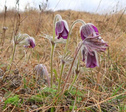 poniklec lúčny český