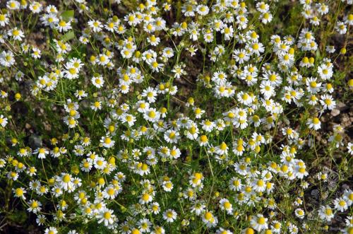 rumanček kamilkový