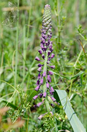 leopoldia chochlatá
