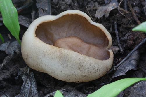 misovka žilkovaná / terčovnice síťnatá