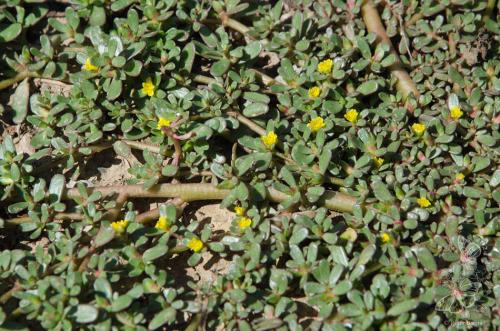 portulaka zeleninová