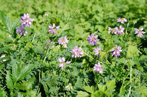 ranostajovec pestrý