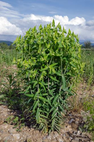 mliečnik preháňavý