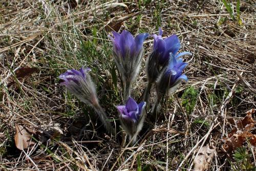 poniklec veľkokvetý