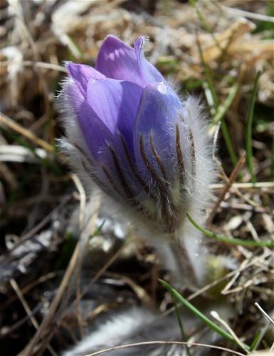 poniklec veľkokvetý