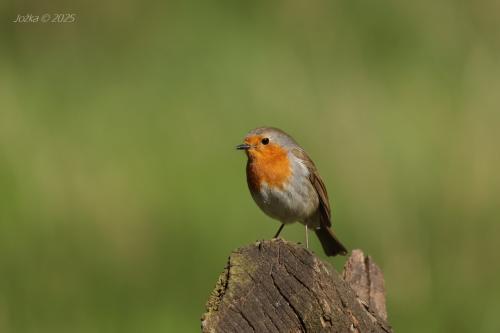 červienka obyčajná