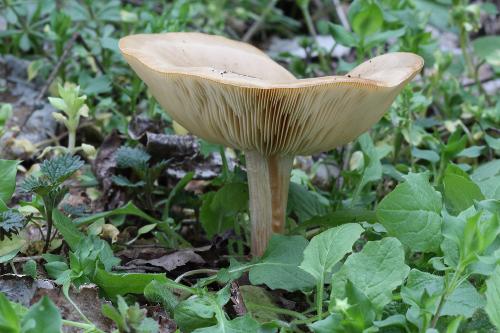 tmavuľka žltohnedá / tmavobělka žlutavá