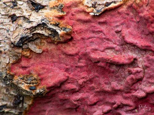 kožnačka červená / kožovka purpurová