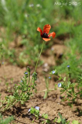 mak poľný