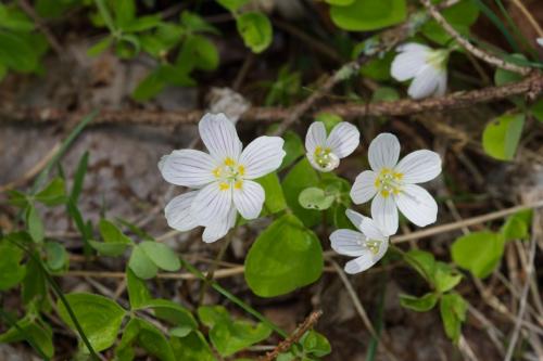 kyslička obyčajná
