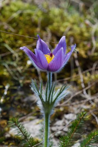 poniklec prostredný