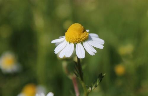 rumanček kamilkový