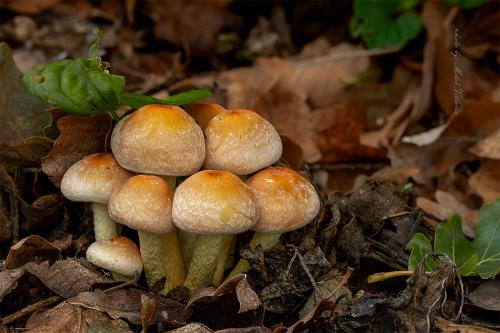 strapcovka zväzkovitá / třepenitka svazčitá