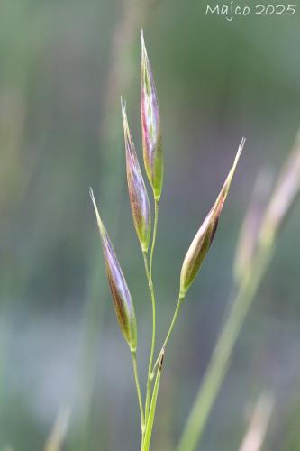 plevnatec alpínsky