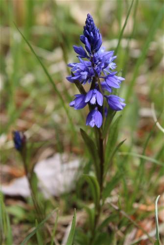 horčinka horká krátkokrídla