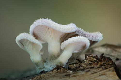 húževnatec chlpatý / hlíva chlupatá