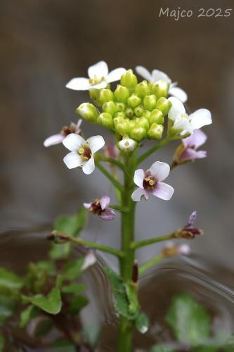 potočnica lekárska