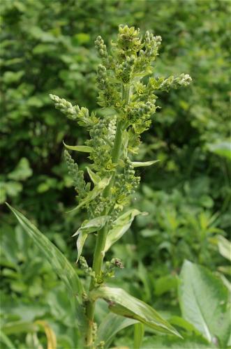 kýchavica biela Lobelova