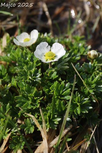 iskerník ľadovcový