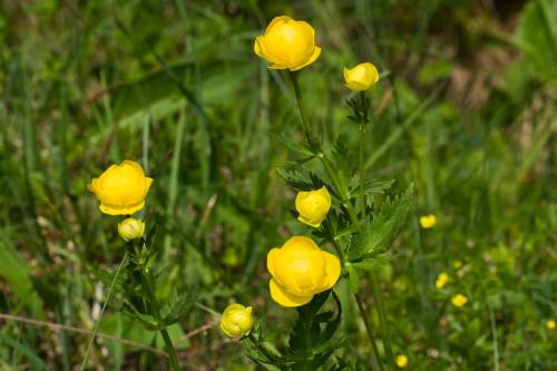 žltohlav najvyšší