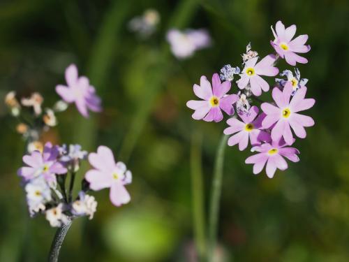 prvosienka pomúčená