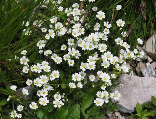 rožec roľný žľaznatý