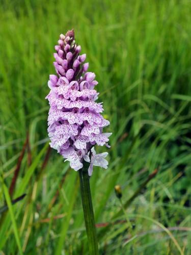 vstavačovec škvrnitý pravý